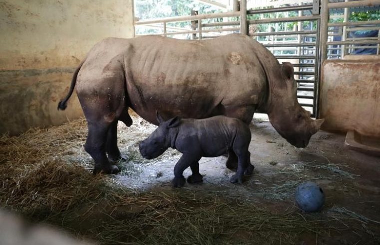 Singapore Zoo menyambut bayi badak putih betina