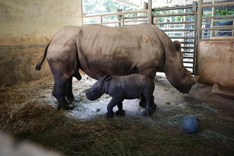 Singapore Zoo menyambut bayi badak putih betina