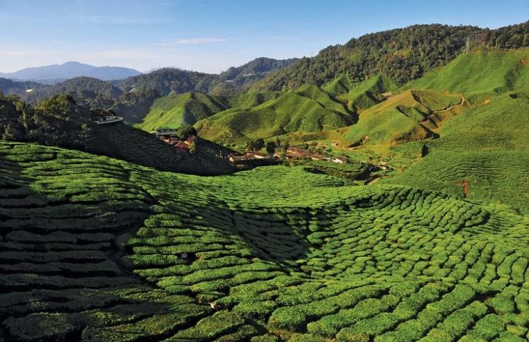 Cameron Highlands aman untuk dikunjungi, kata polisi Malaysia setelah laporan protes terhadap tindakan keras terhadap pertanian ilegal