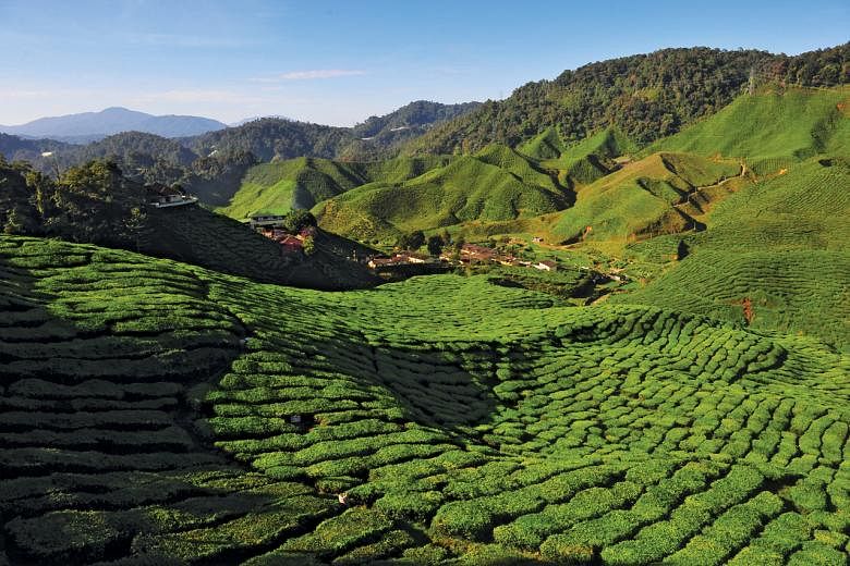 Cameron Highlands aman untuk dikunjungi, kata polisi Malaysia setelah laporan protes terhadap tindakan keras terhadap pertanian ilegal