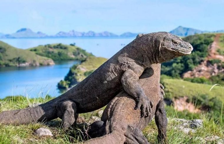 Indonesia berikan penghargaan kepada manajemen bandara Komodo kepada konsorsium Changi, lebih banyak proyek di 2020