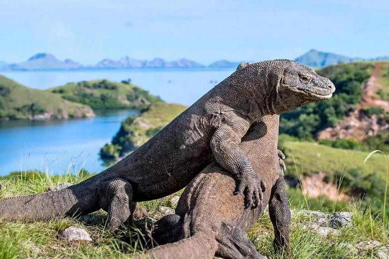 Indonesia berikan penghargaan kepada manajemen bandara Komodo kepada konsorsium Changi, lebih banyak proyek di 2020