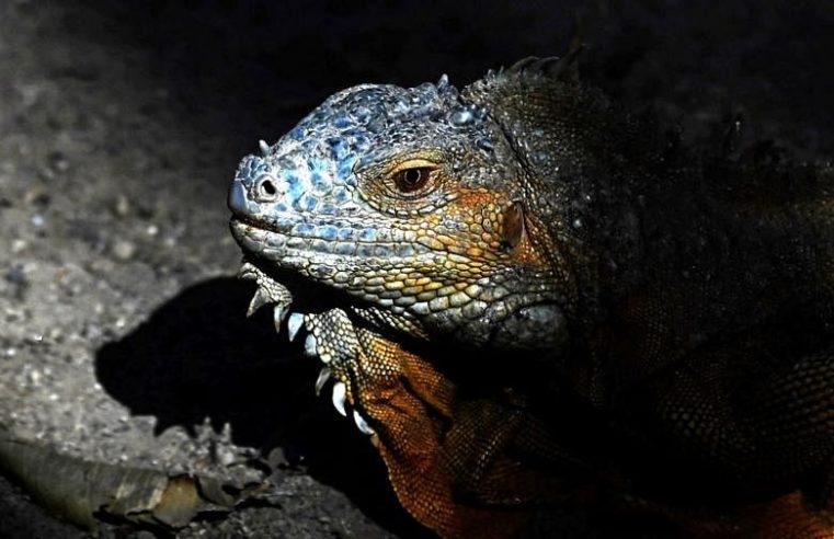 Snap dingin dengan kemungkinan jatuh iguana di Florida