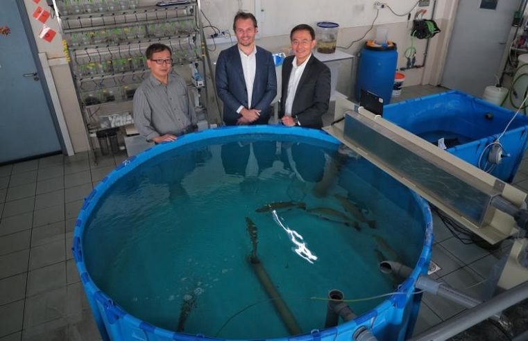 Peternakan barramundi lokal bergandengan tangan dengan laboratorium start-up untuk menghasilkan ikan ‘premium’