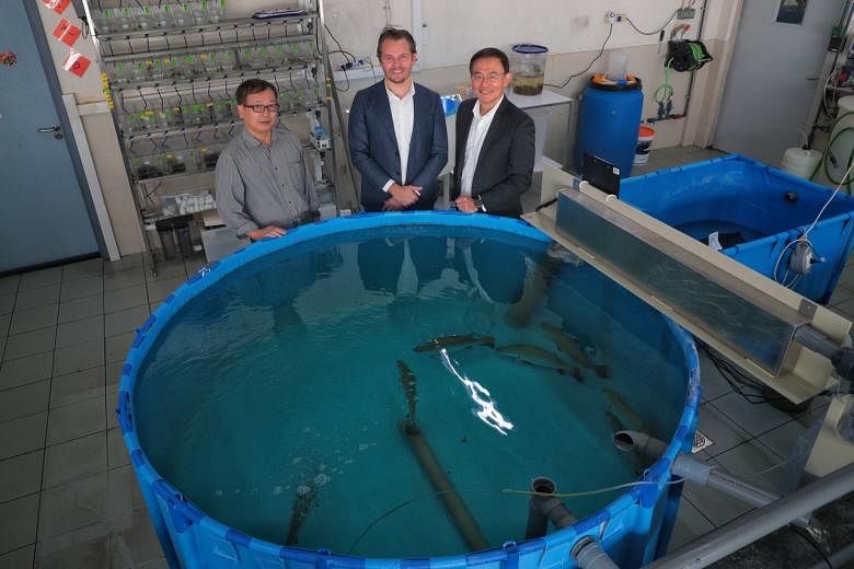 Peternakan barramundi lokal bergandengan tangan dengan laboratorium start-up untuk menghasilkan ikan ‘premium’