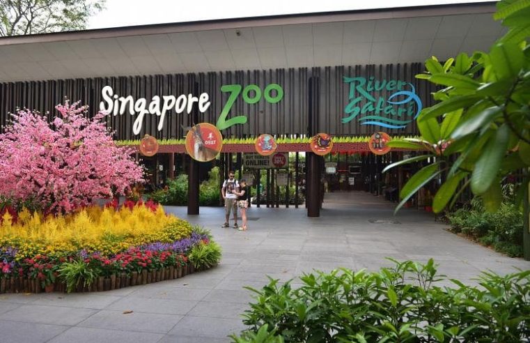 Pemberitahuan hukum disampaikan kepada 3 perusahaan untuk mencurangi tawaran untuk kontrak Singapore Zoo, Night Safari